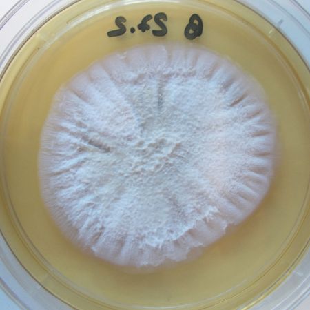 Detailaufnahme von Sarocladium kiliense