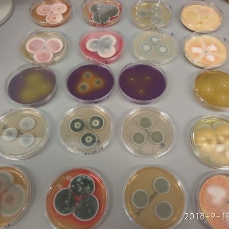 verschiedene_Talaromyces_species-min