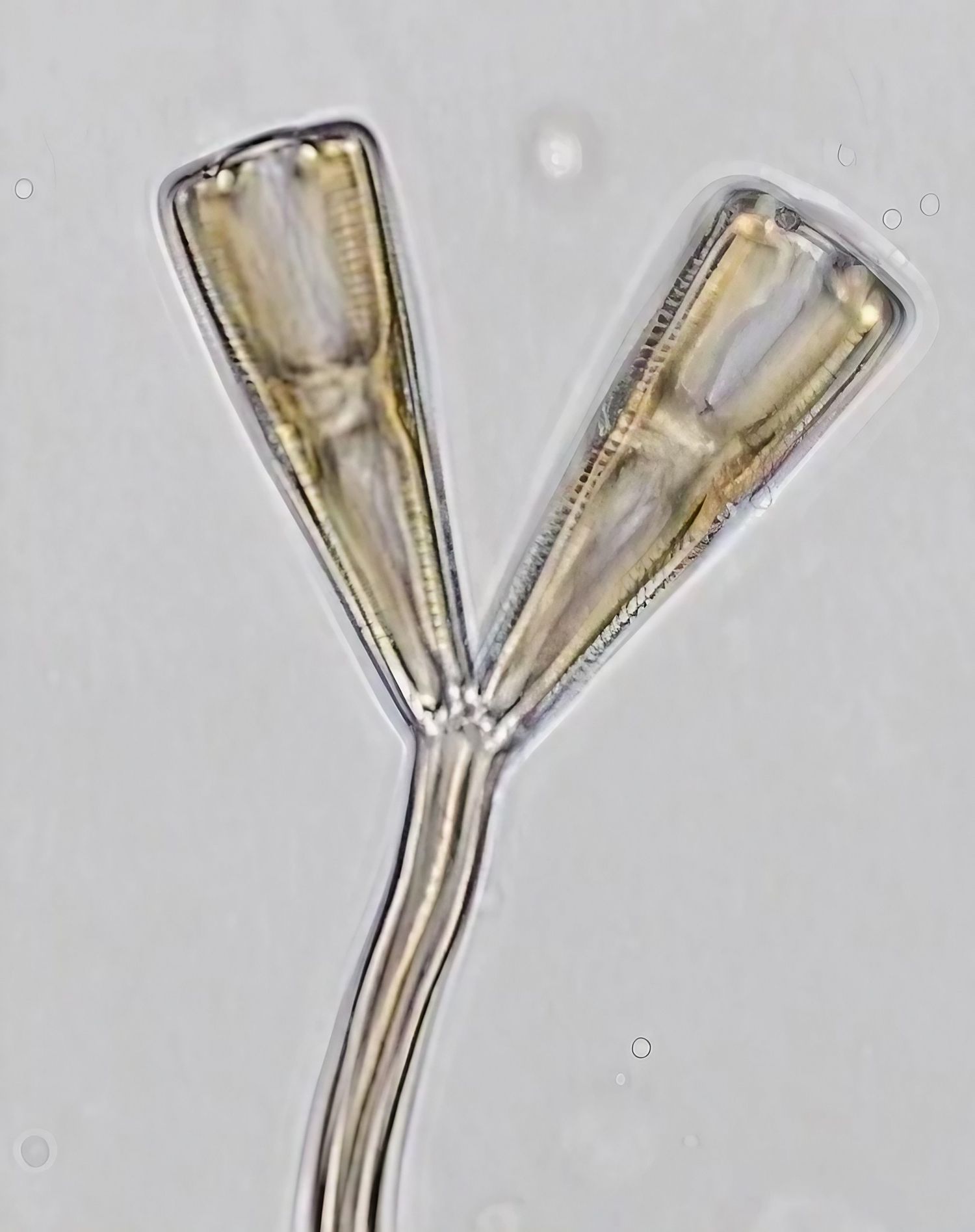 Detailaufnahme von Gomphonema sp.