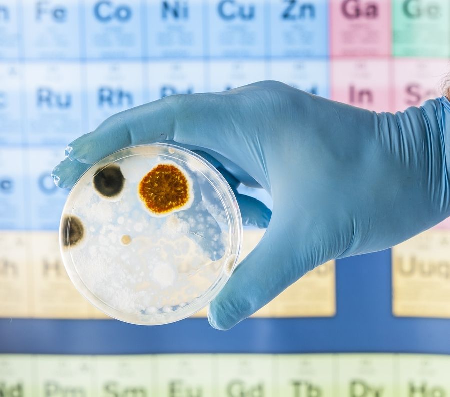 Eine Person mit Handschuhen hält eine Petrischale mit Schimmelpilz darauf.